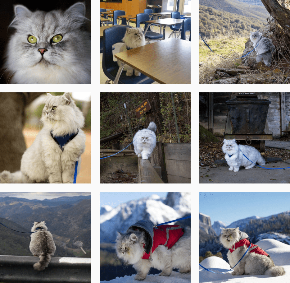 Фото @ganddygram Коты-путешественники